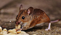 24 Hour & Emergency Exterminators in Hvre De Grace, MD